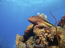 Keeping a eye on me and the reef. A Freckled Hawkfish (pa... by Marko Perisic 